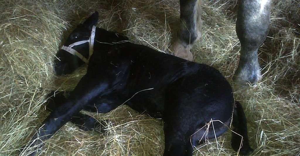 Les poulains à vendre de votre Elevage Percherons à Meuzac 